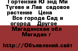 Гортензия Ю энд Ми Тугеве и Лав, садовое растение › Цена ­ 550 - Все города Сад и огород » Другое   . Магаданская обл.,Магадан г.